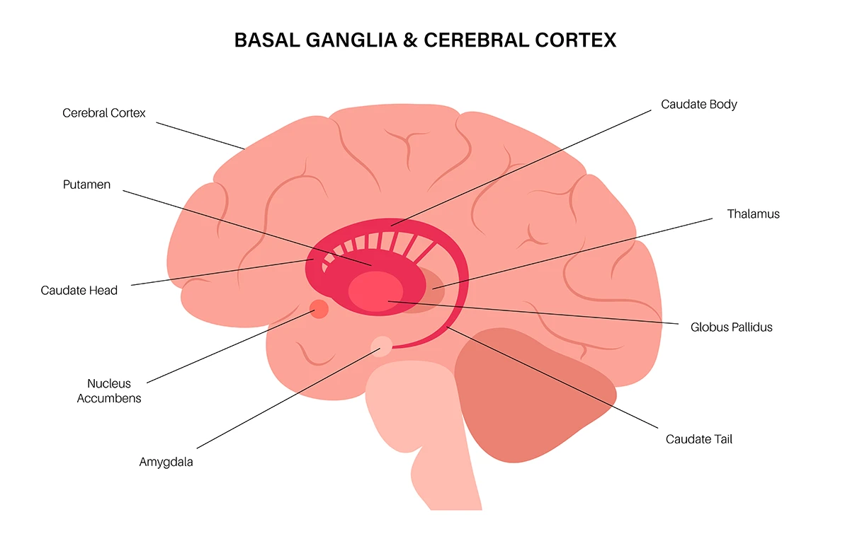 Basal ganglia & cerebral cortex