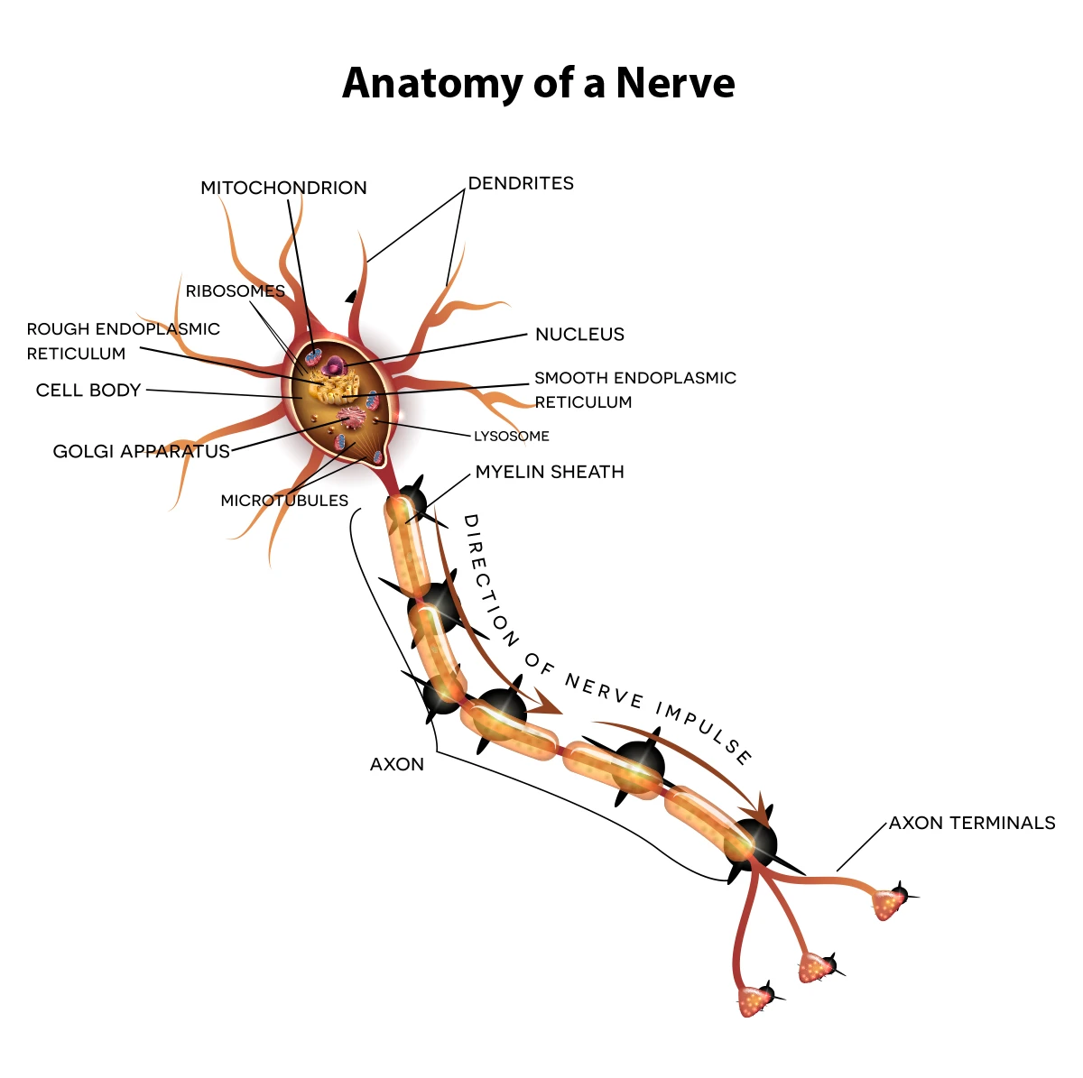 La anatomía de un nervio.