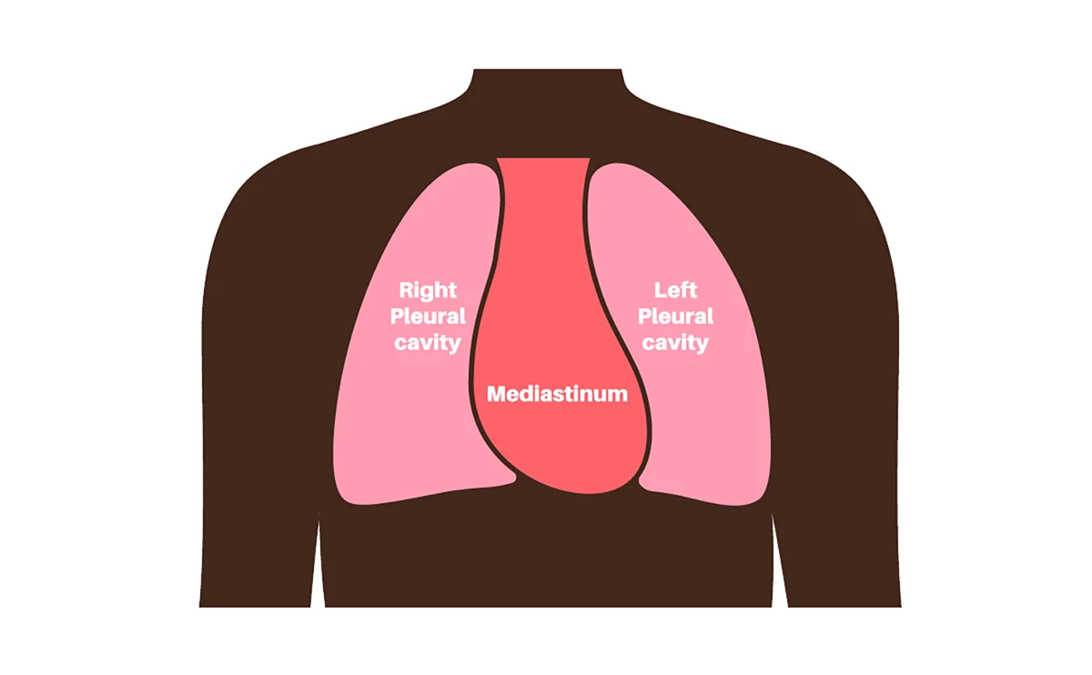 mediastinum located between the pleural cavities
