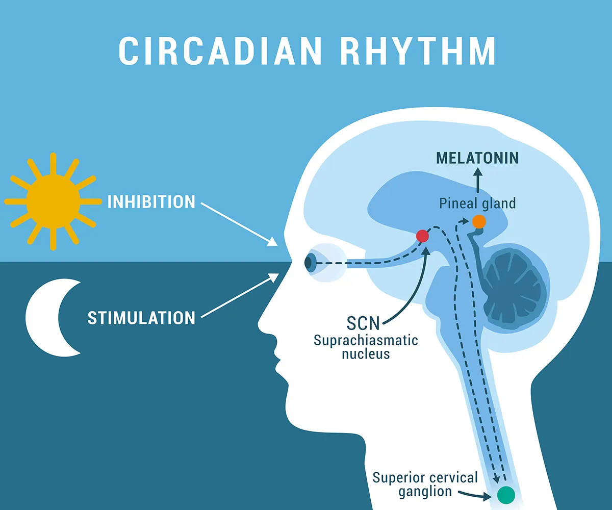 Diagram of the circadian rhythm highlighting the melatonin production which is influenced by light and dark cycles.